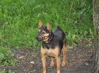 Chien dangereux